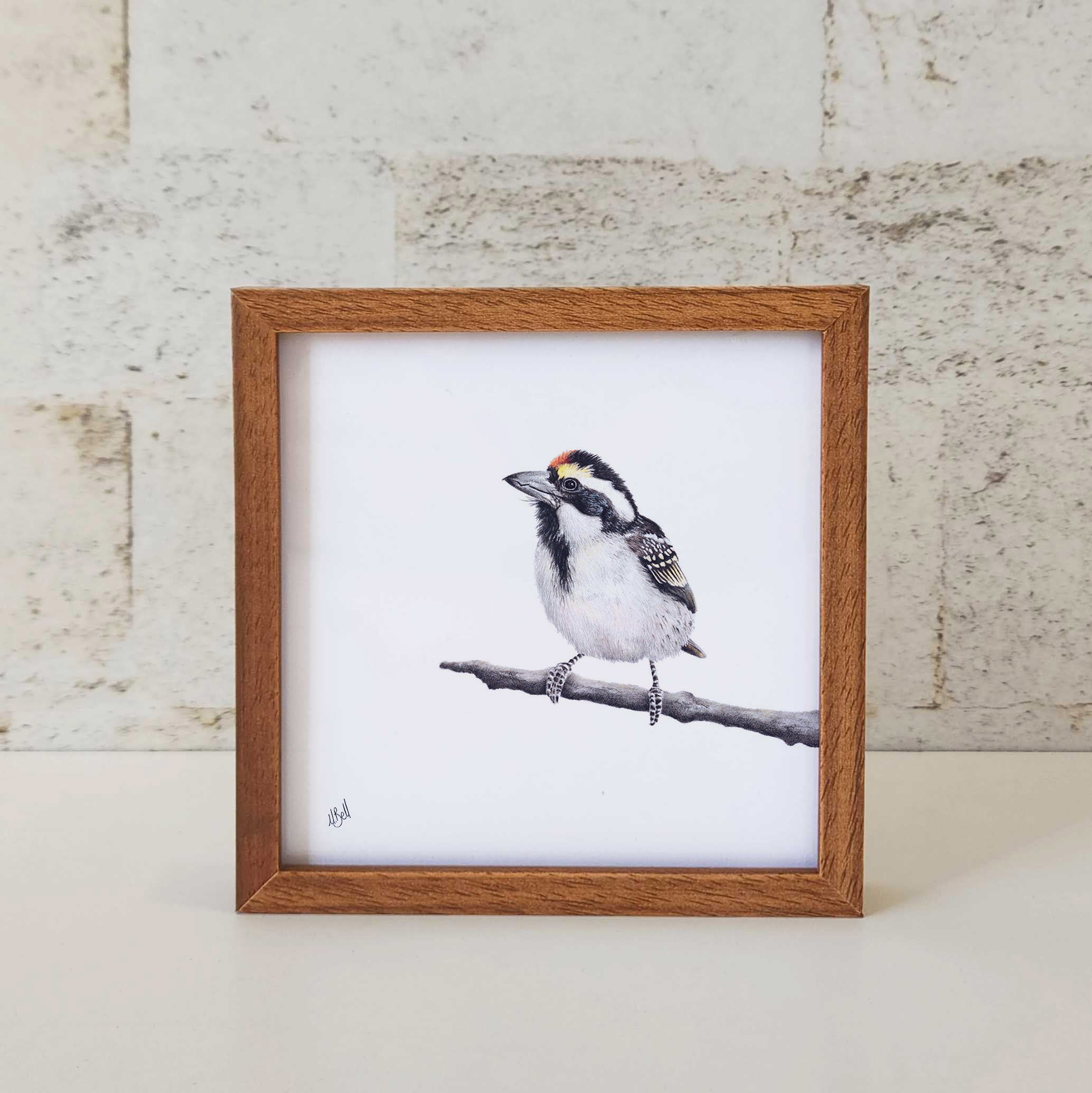 Kiaat wood framed miniature artwork of an Acacia Pied Barbet, part of wildlife artist Matthew Bell's birds of South Africa gallery