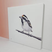 Acacia Paid Barbet (APB) on Canvas