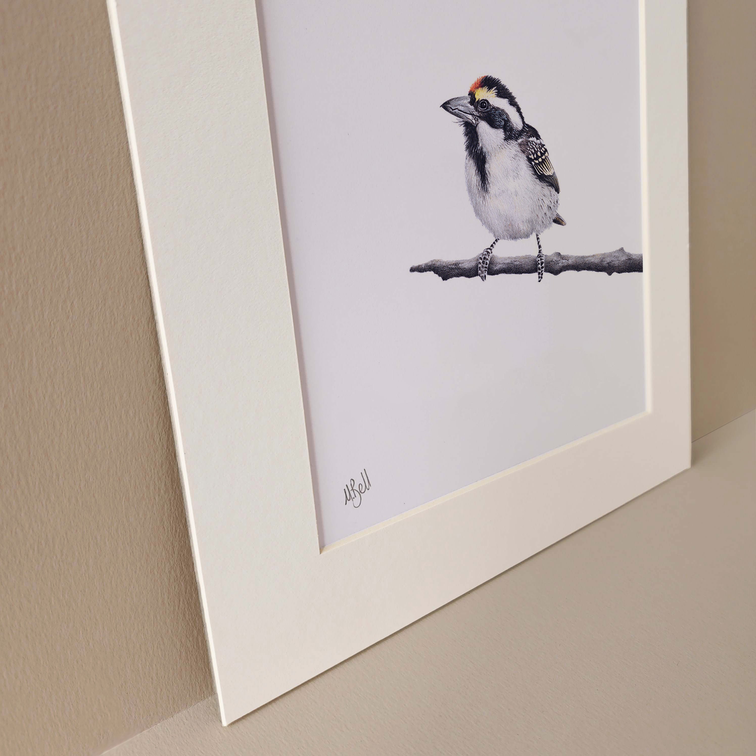 Acacia Pied Barbet mounted print by wildlife bird artist Matthew Bell