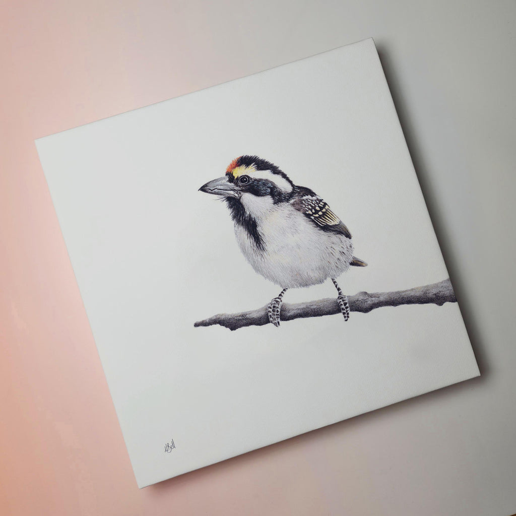 Acacia Pied Barbet South African bird artwork stretched on canvas by wildlife artist Matthew Bell