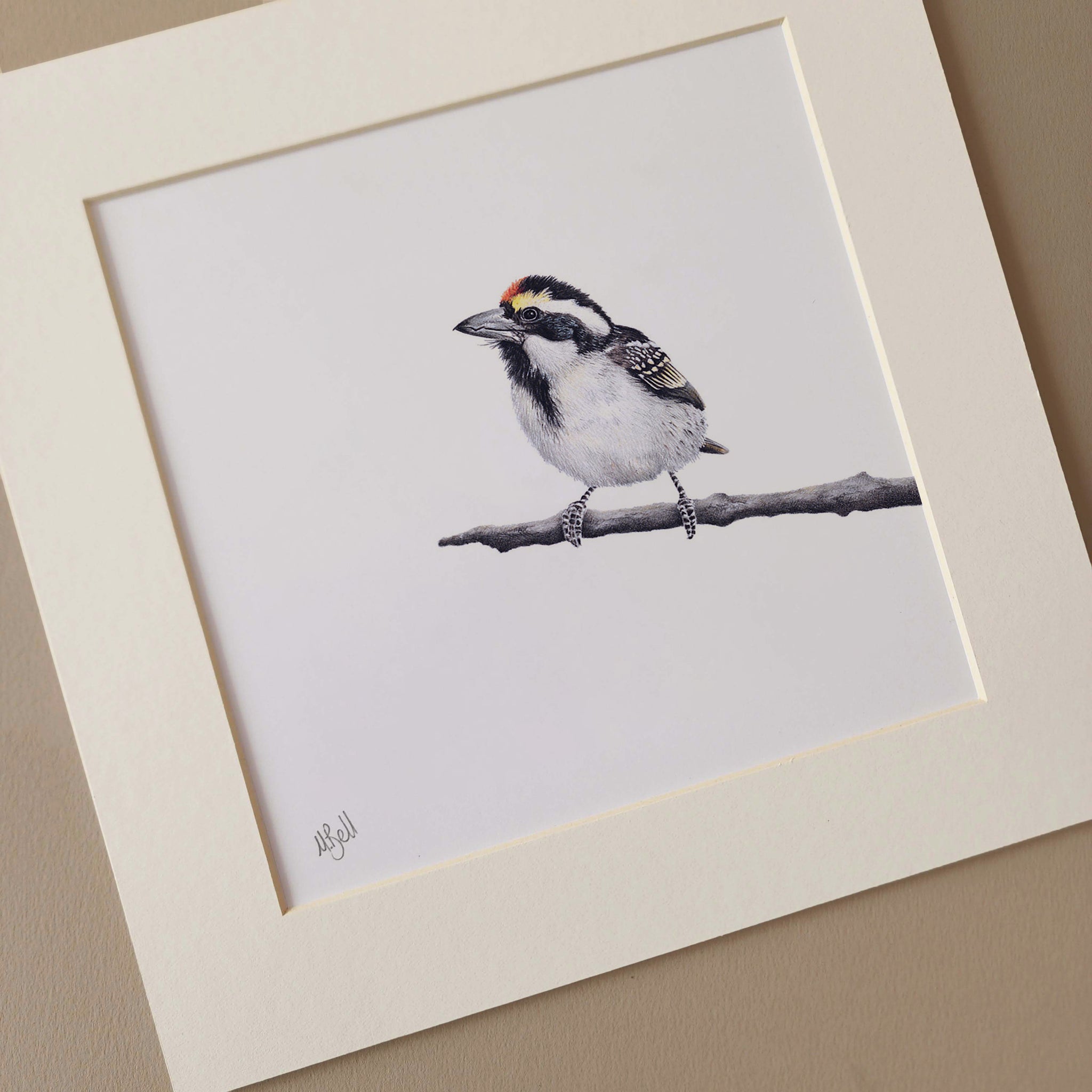 Acacia Pied Barbet mounted print by wildlife bird artist Matthew Bell
