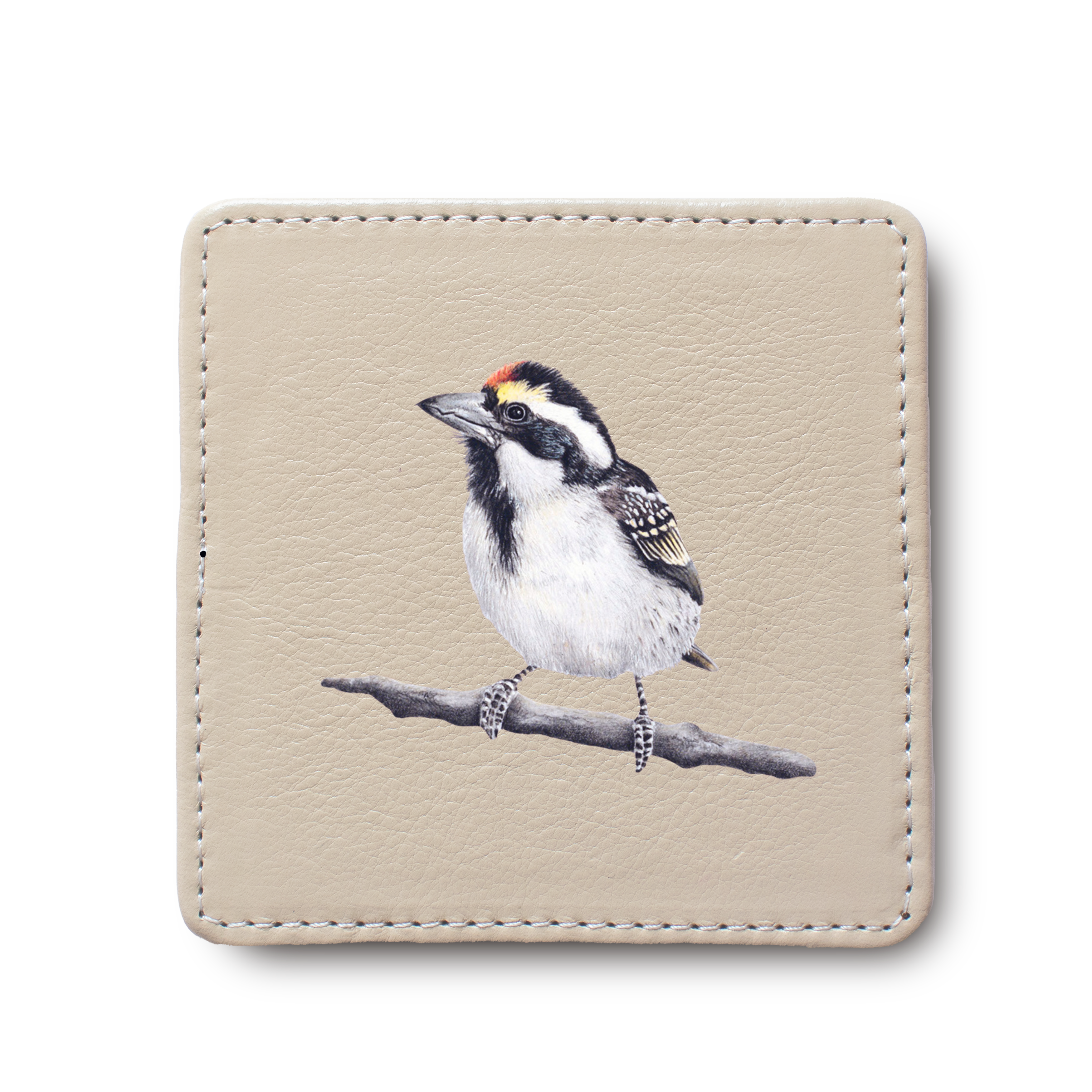 Acacia Pied Barbet Bird leather coaster by South African wildlife artist Matthew Bell