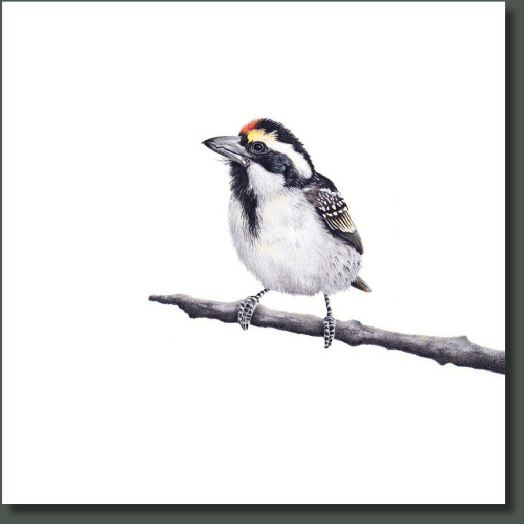 Acacia Pied Barbet South African bird artwork stretched on canvas by wildlife artist Matthew Bell