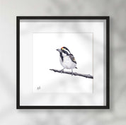 Acacia Pied Barbet - APB