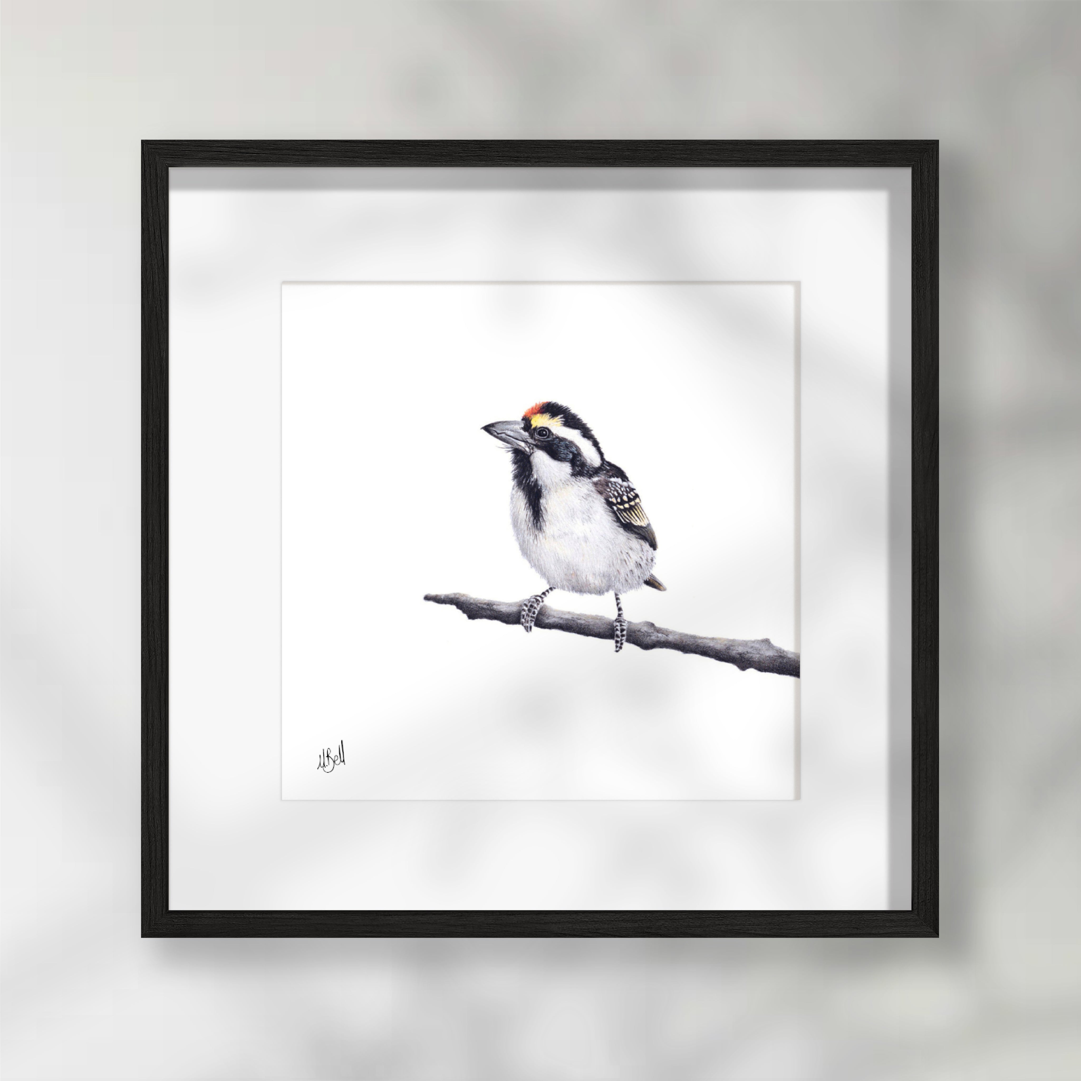 Acacia Pied Barbet - APB