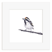 Acacia Pied Barbet - APB