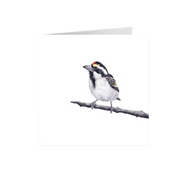 Acacia Pied Barbet Greeting Card - APB
