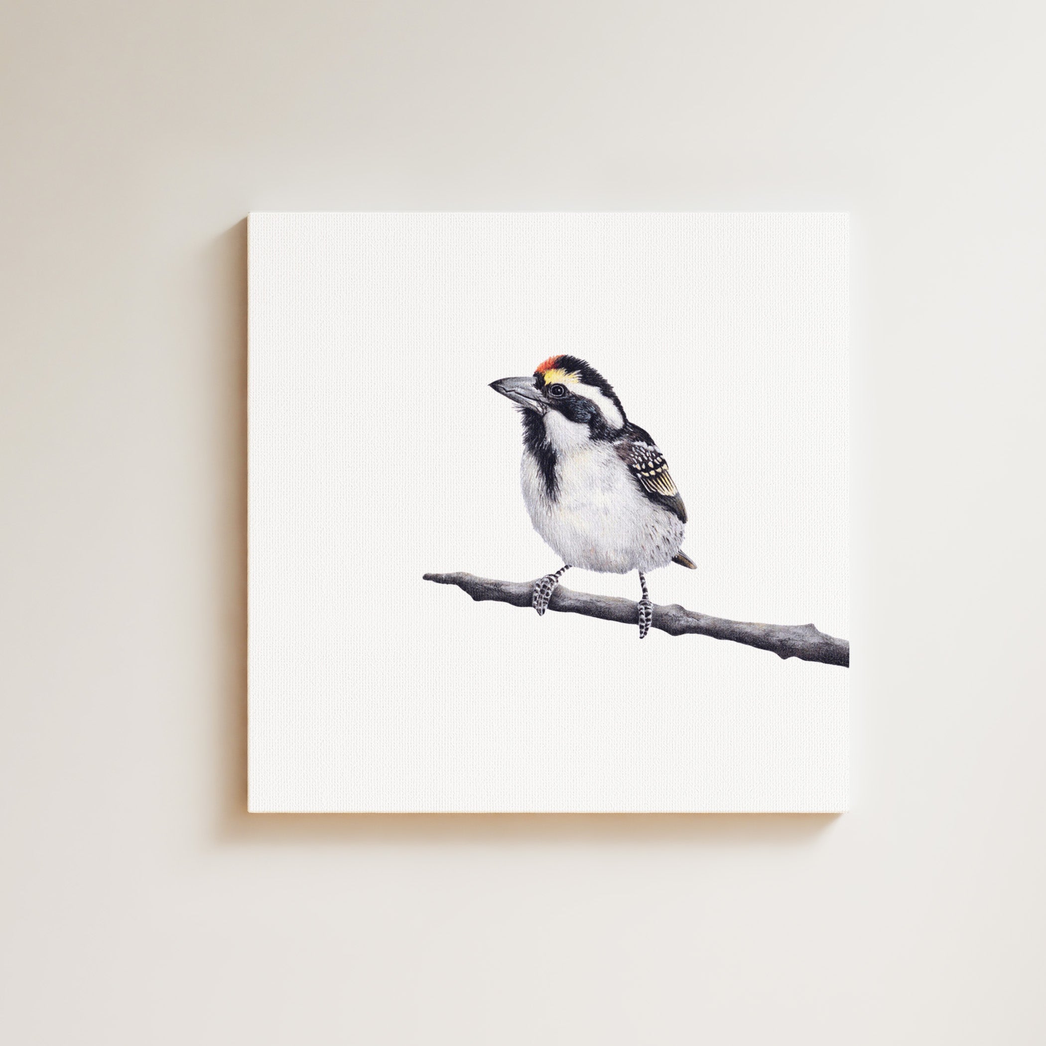 Acacia Pied Barbet drawing on canvas by South African wildlife artist Matthew Bell