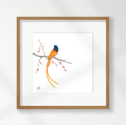 African Paradise Flycatcher - APF