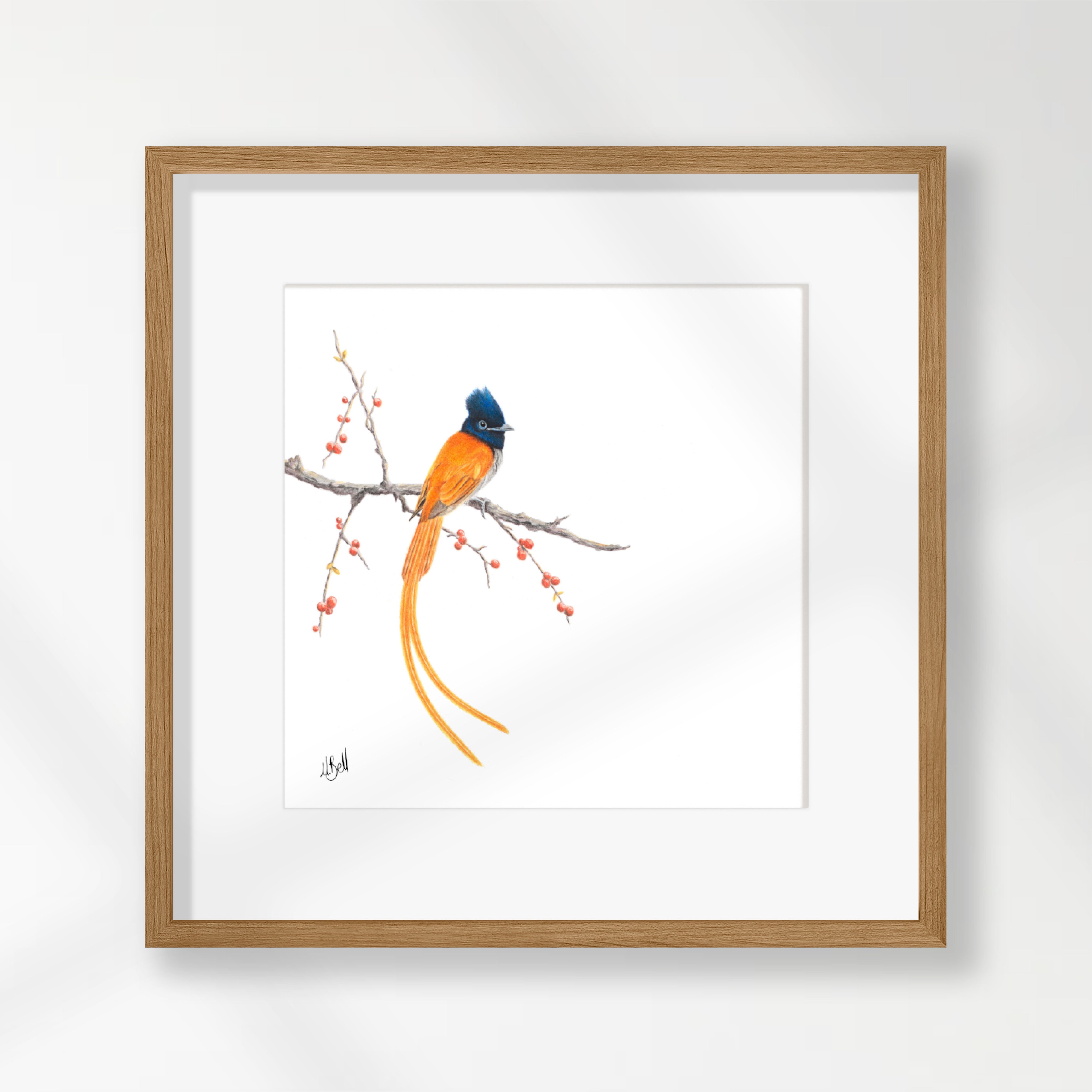 African Paradise Flycatcher - APF
