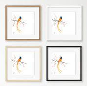African Paradise Flycatcher - APF