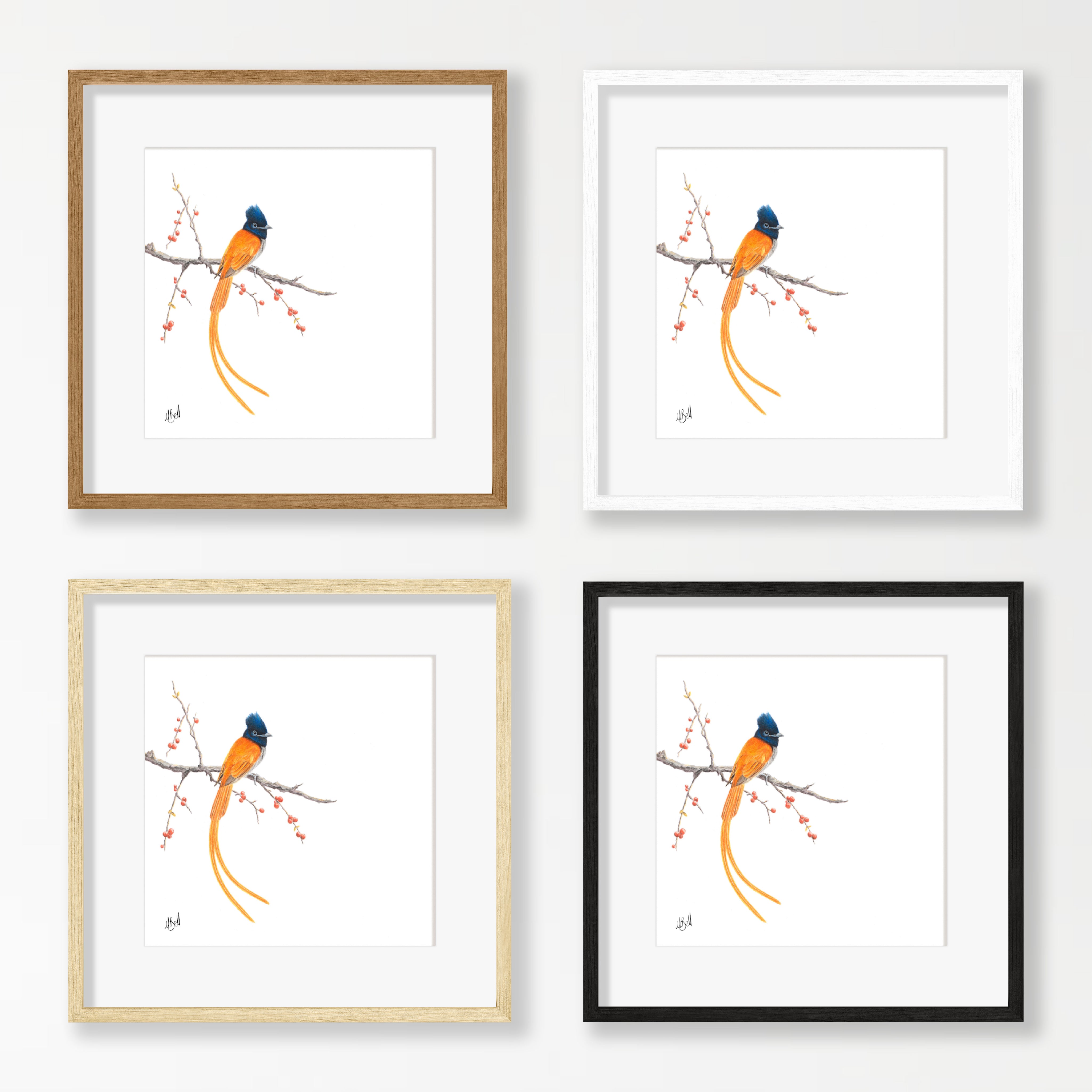 African Paradise Flycatcher - APF