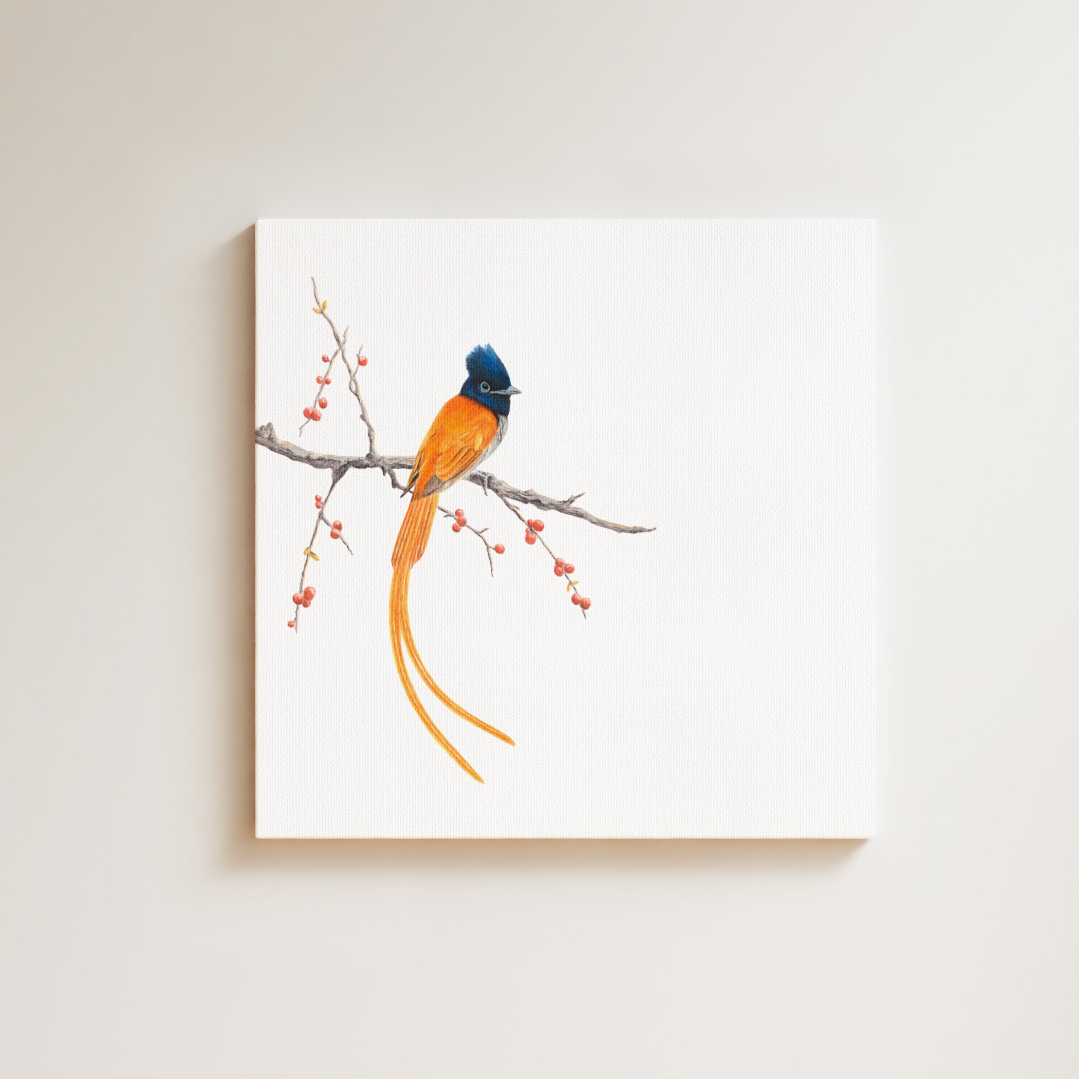 African Paradise Flycatcher drawing on canvas by South African wildlife artist Matthew Bell