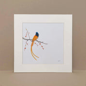 African Paradise Flycatcher artwork by artist Matthew Bell