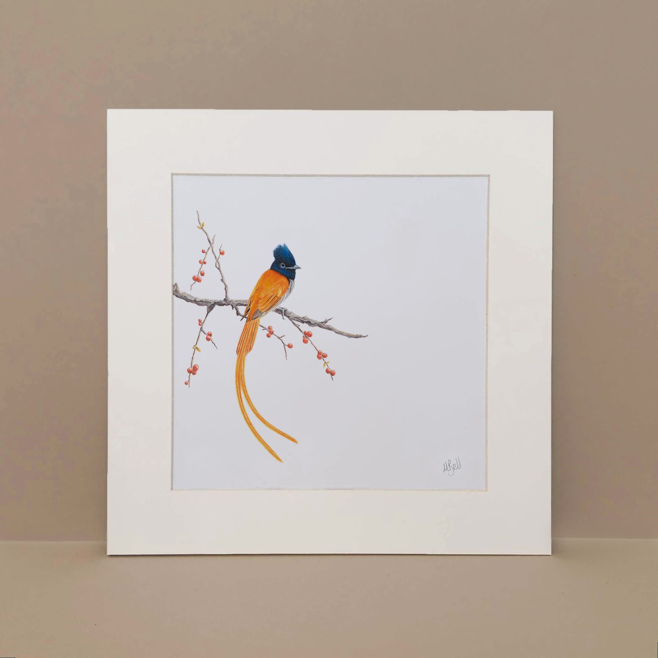 African Paradise Flycatcher artwork by artist Matthew Bell