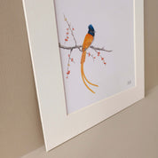 African Paradise Flycatcher artwork by artist Matthew Bell