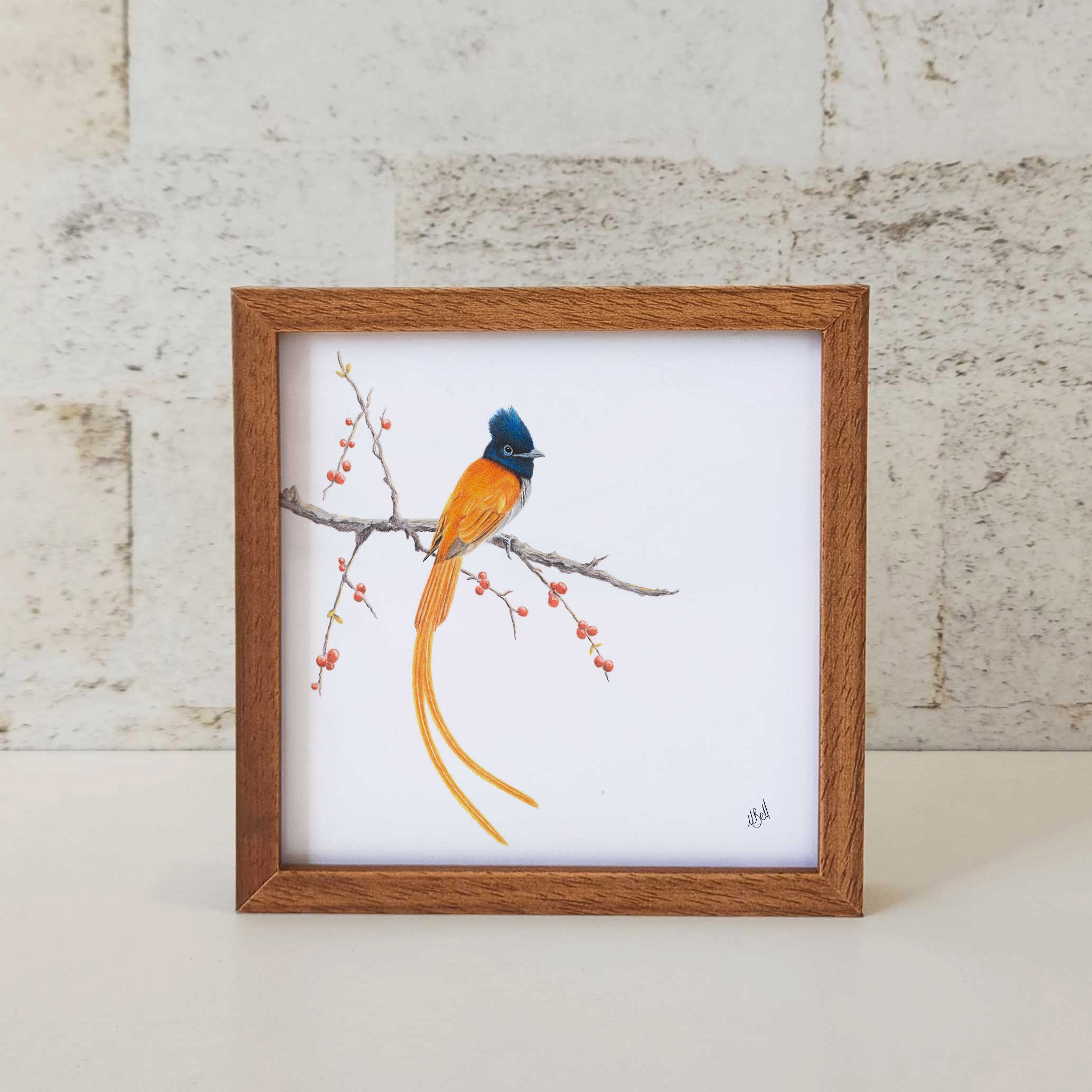 Kiaat wood framed miniature artwork of a African Paradise Flycatcher, part of wildlife artist Matthew Bell's birds of South Africa gallery