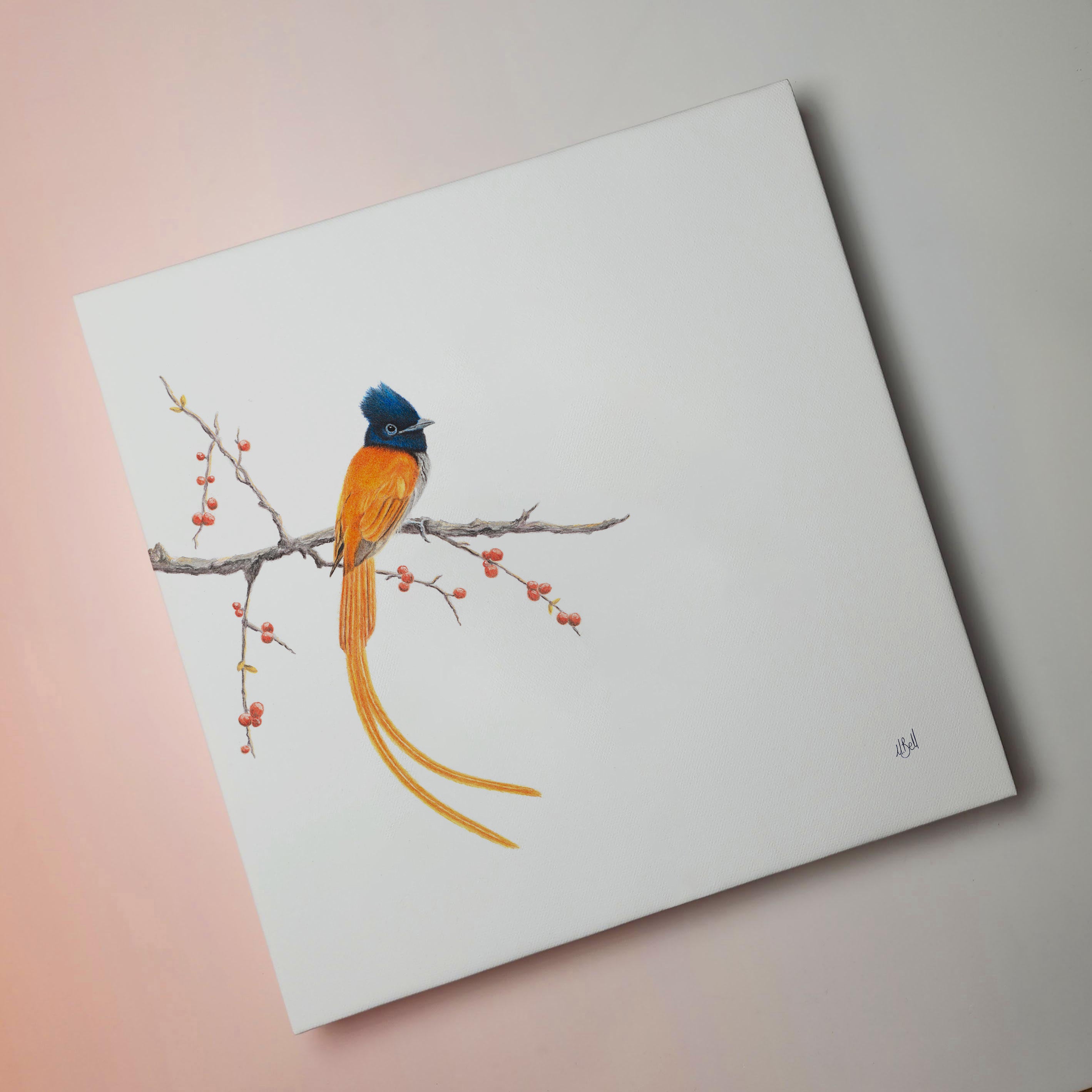 South African bird artwork on canvas, stretched on wooden frame by wildlife artist Matthew Bell of an African Paradise Flycatcher