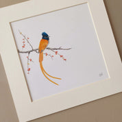 African Paradise Flycatcher artwork by artist Matthew Bell