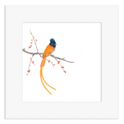 African Paradise Flycatcher - APF