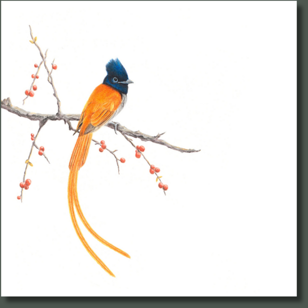 South African bird artwork on canvas, stretched on wooden frame by wildlife artist Matthew Bell of an African Paradise Flycatcher