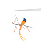 African Paradise Flycatcher Greeting Card - APF