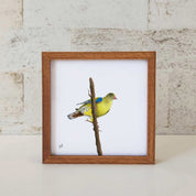 African Green Pigeon - AGP