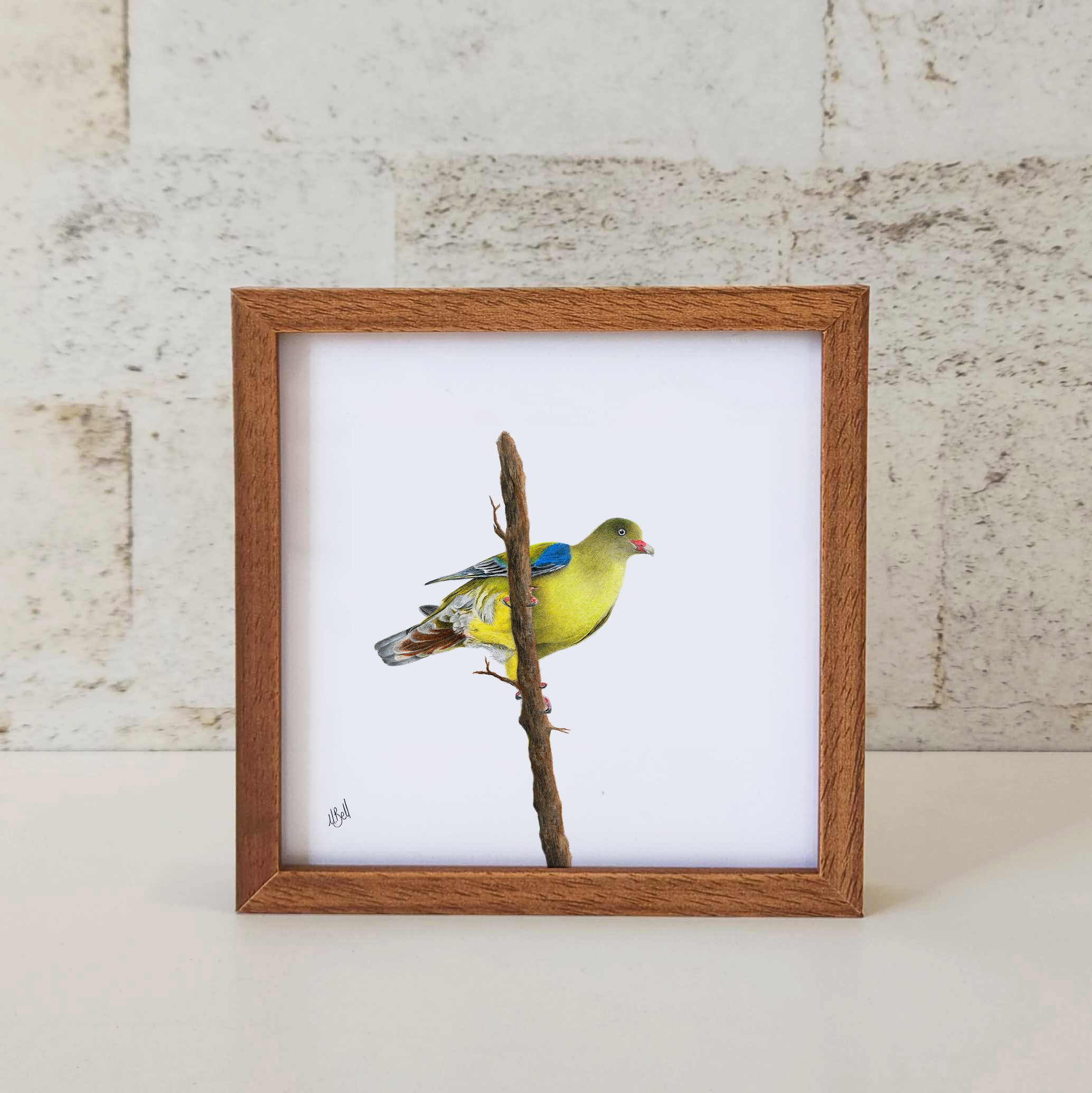 African Green Pigeon - AGP