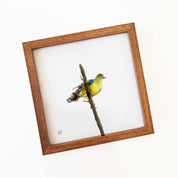 African Green Pigeon - AGP