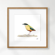African Pitta - APIT