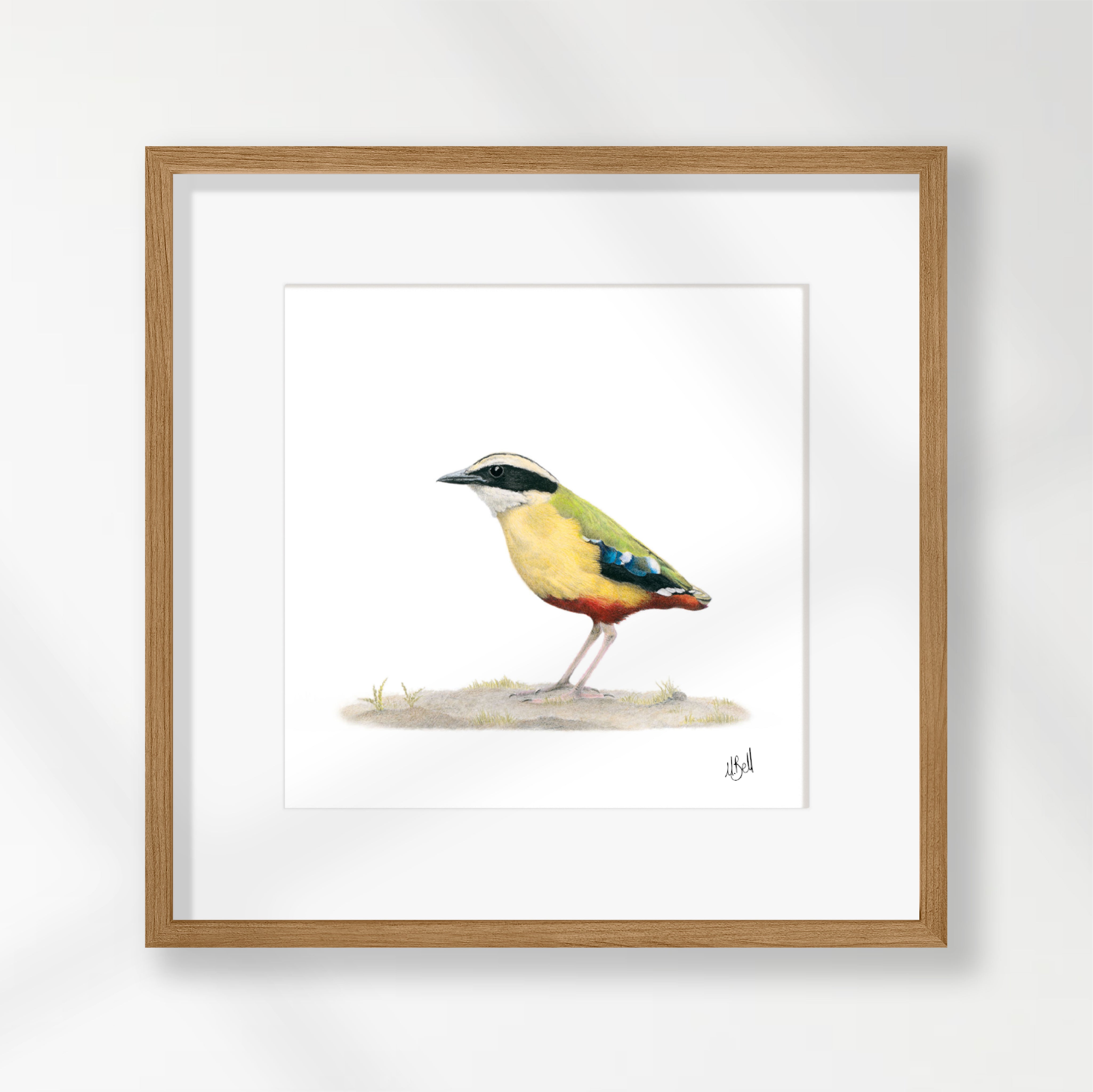 African Pitta - APIT