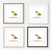 African Pitta - APIT