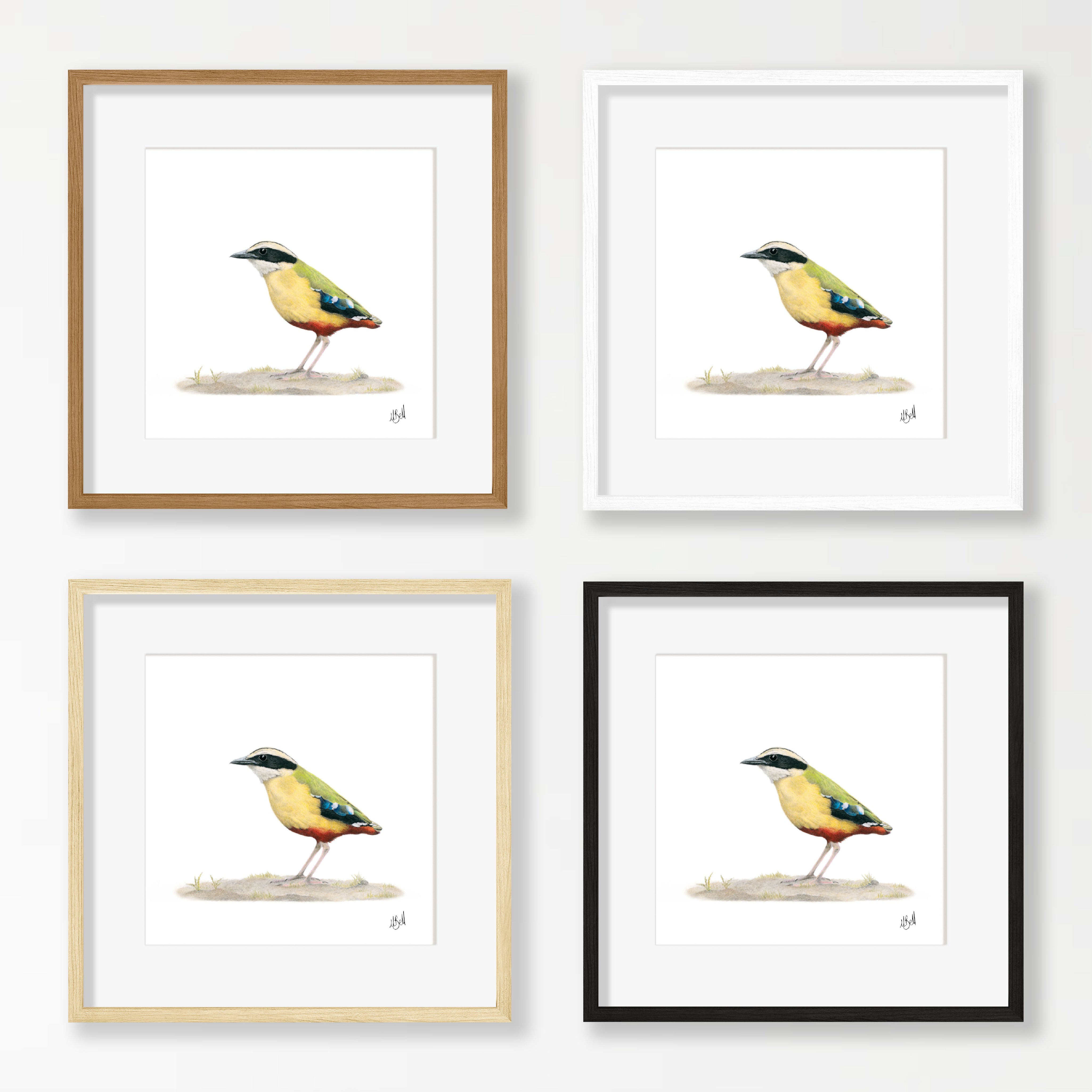 African Pitta - APIT