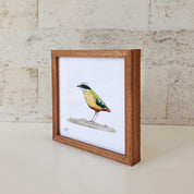 Kiaat wood framed miniature artwork of a African Pitta, part of wildlife artist Matthew Bell's birds of South Africa gallery