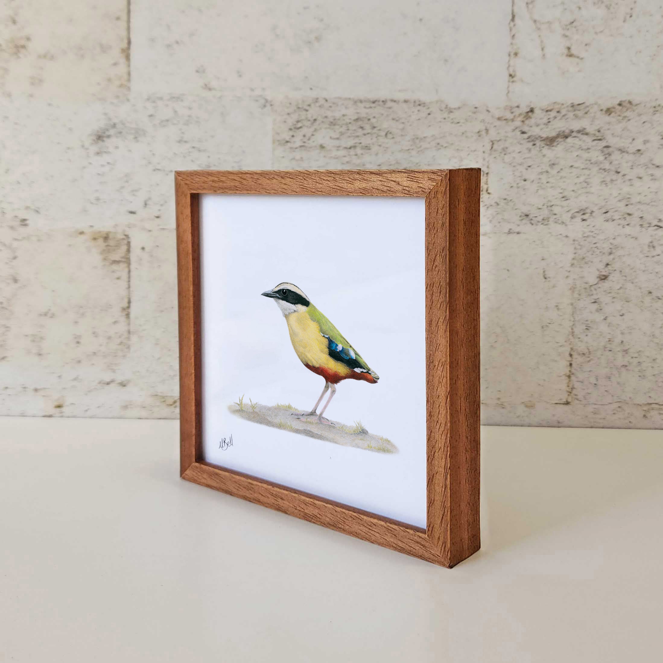 Kiaat wood framed miniature artwork of a African Pitta, part of wildlife artist Matthew Bell's birds of South Africa gallery