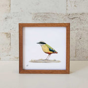 Kiaat wood framed miniature artwork of a African Pitta, part of wildlife artist Matthew Bell's birds of South Africa gallery