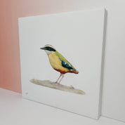 South African bird artwork on canvas, stretched on wooden frame by wildlife artist Matthew Bell of an African Pitta