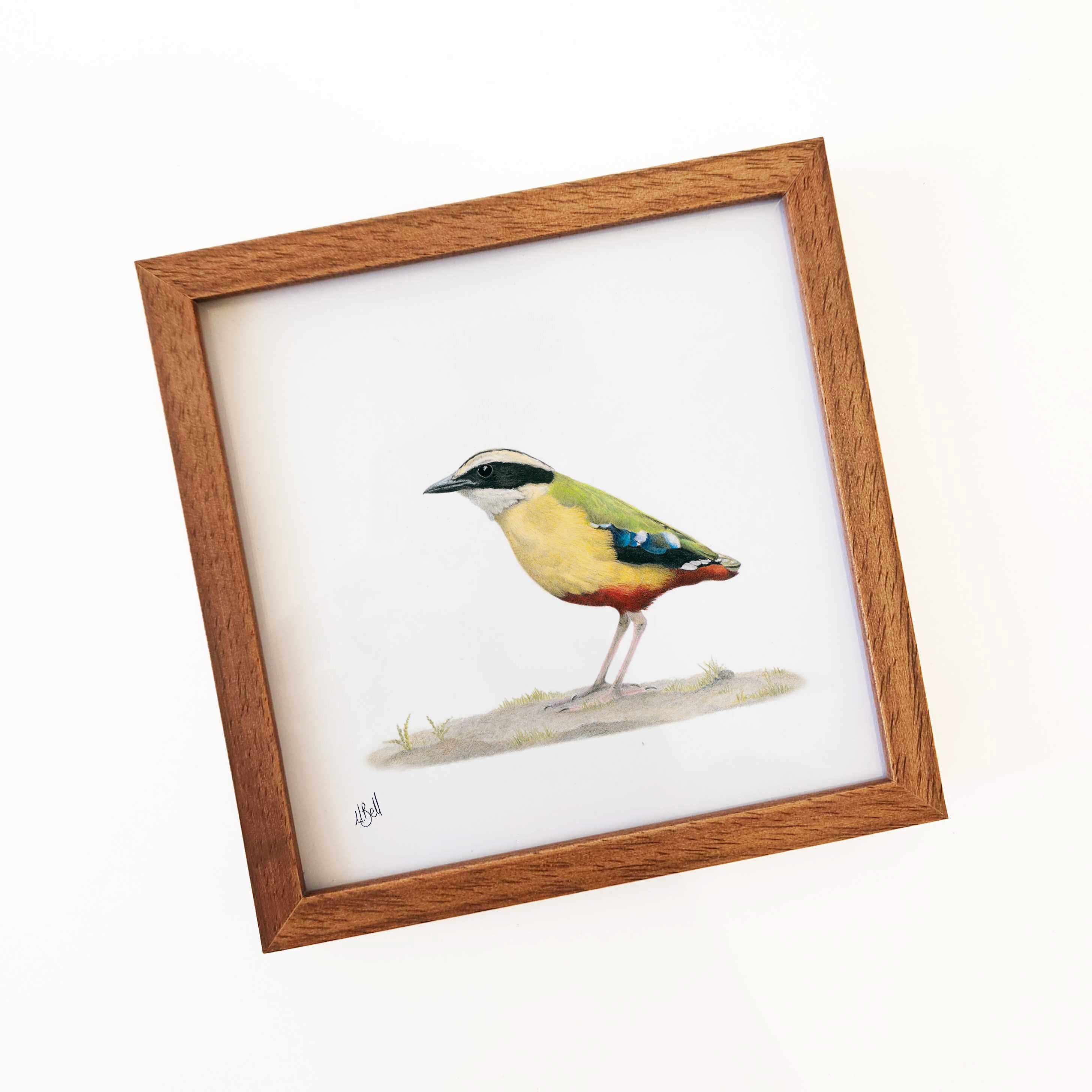 Kiaat wood framed miniature artwork of a African Pitta, part of wildlife artist Matthew Bell's birds of South Africa gallery