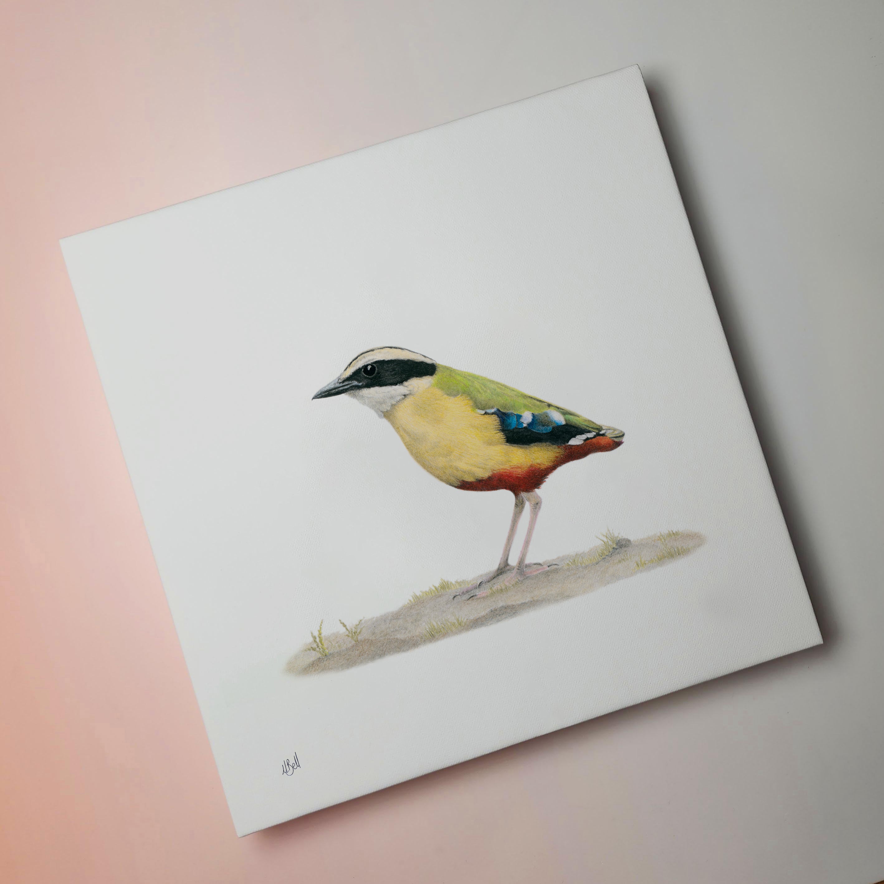 South African bird artwork on canvas, stretched on wooden frame by wildlife artist Matthew Bell of an African Pitta