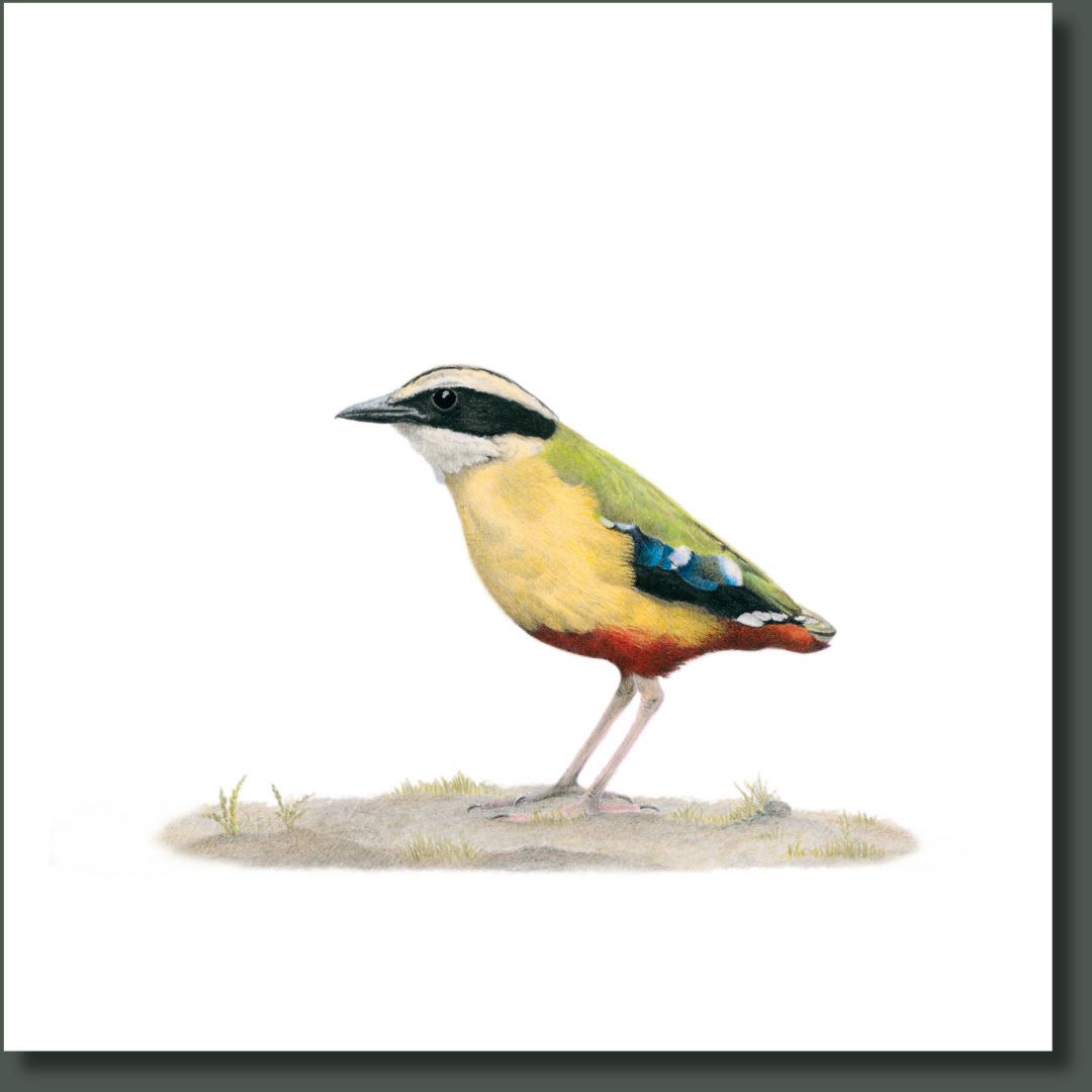 African Pitta (APIT) on Canvas