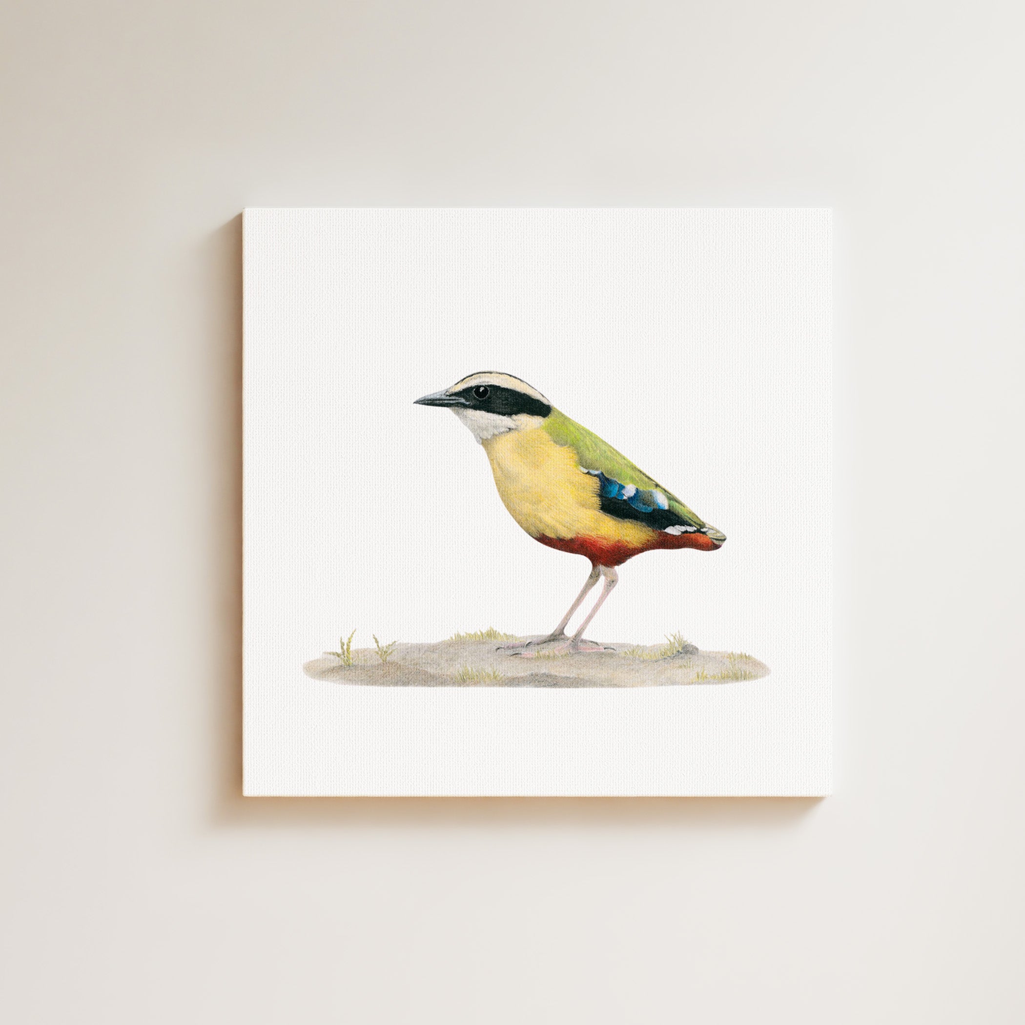 African Pitta drawing on canvas by South African wildlife artist Matthew Bell
