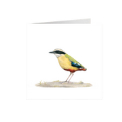African Pitta Greeting Card - APIT
