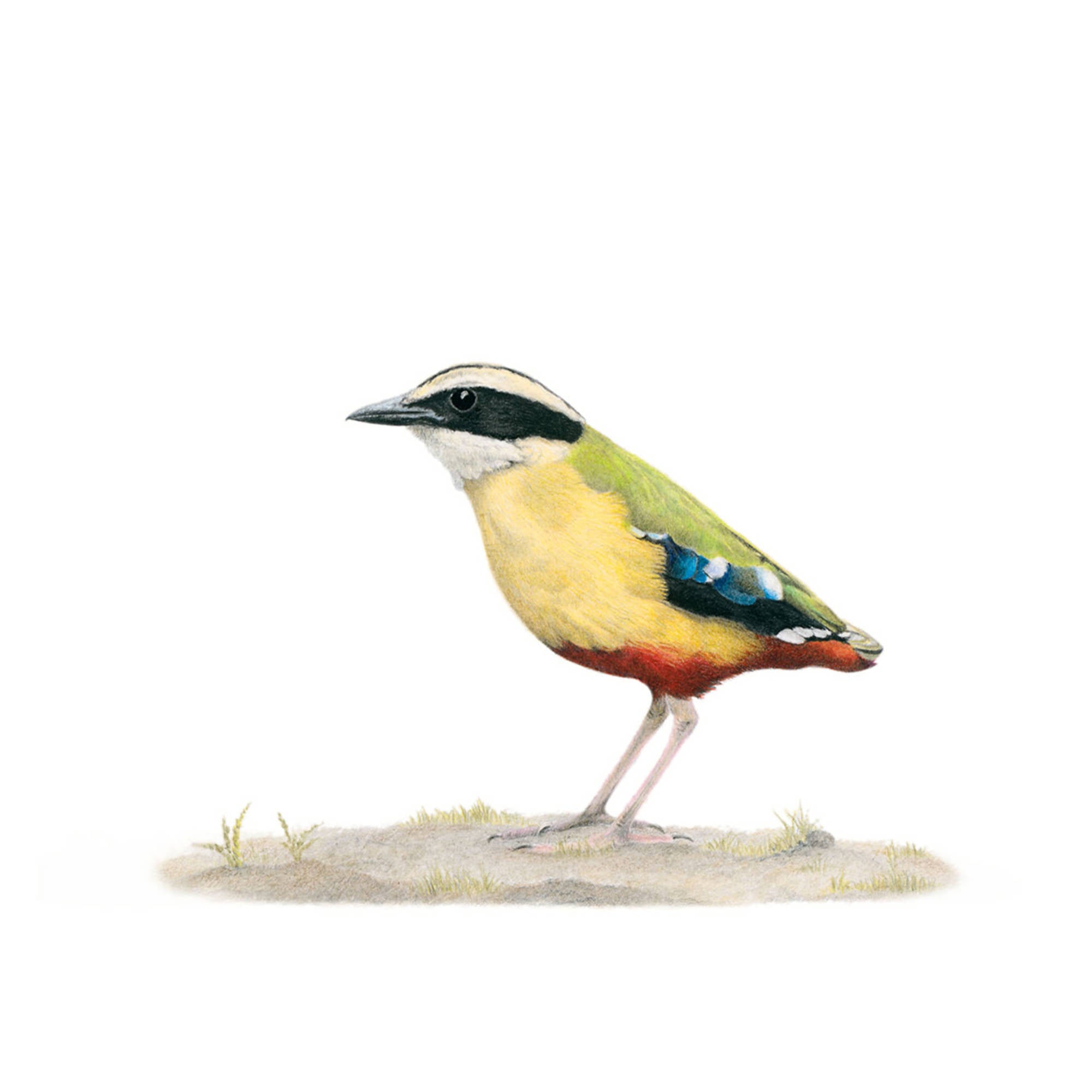 African Pitta APIT Matthew Bell Wildlife Art