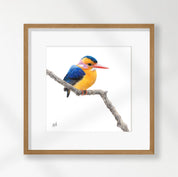 African Pygmy Kingfisher - APK