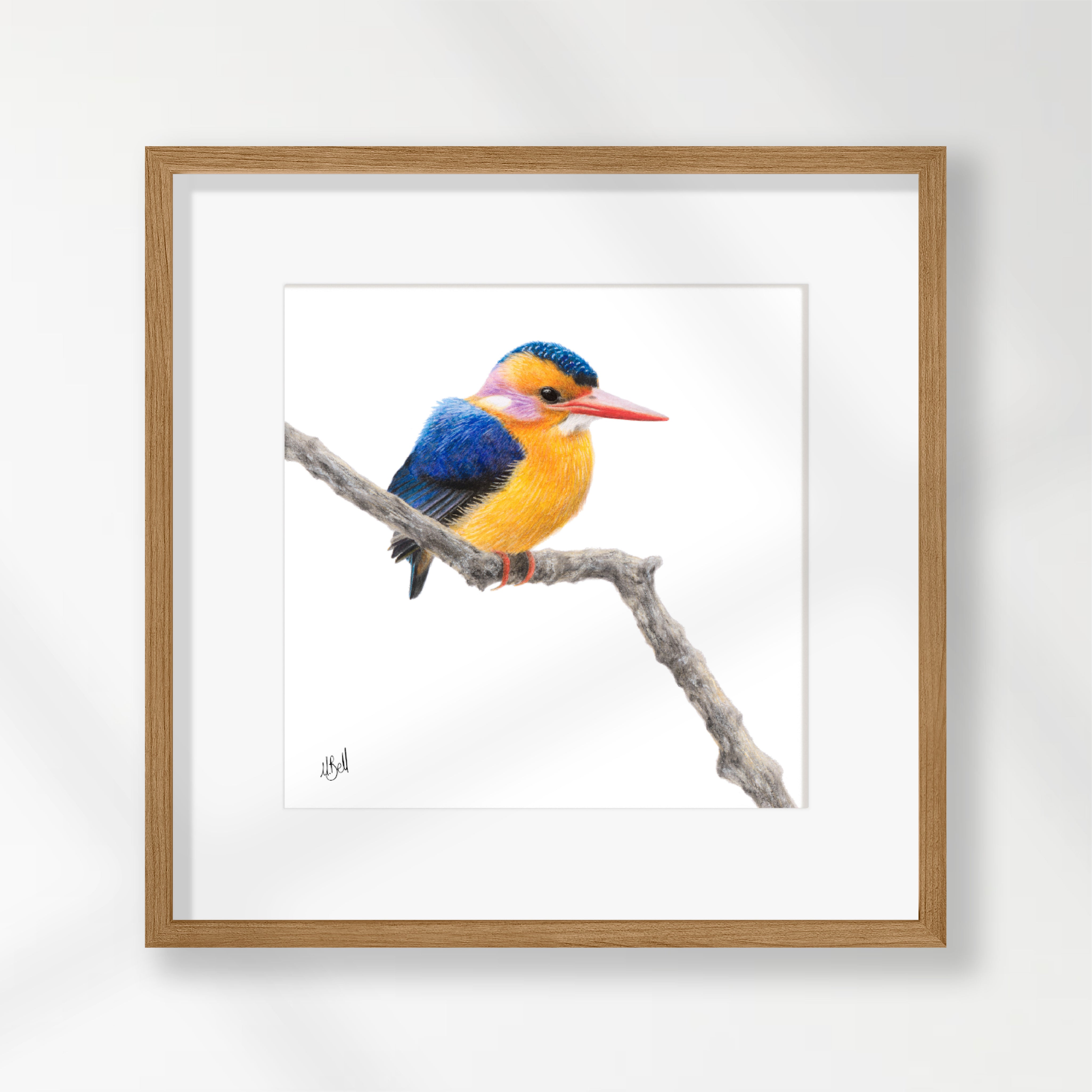 African Pygmy Kingfisher - APK