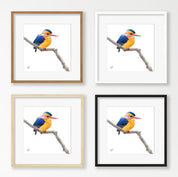 African Pygmy Kingfisher - APK