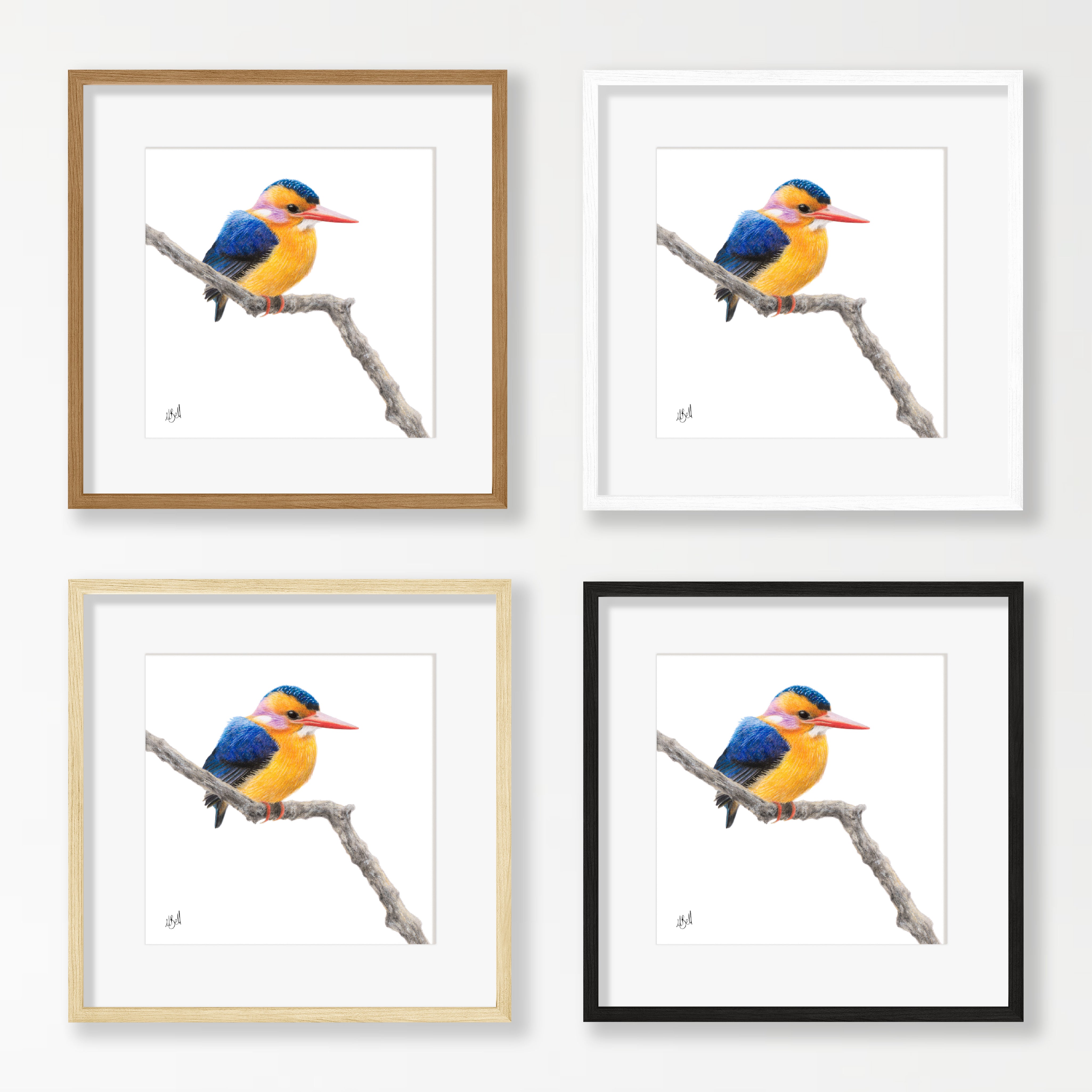 African Pygmy Kingfisher - APK
