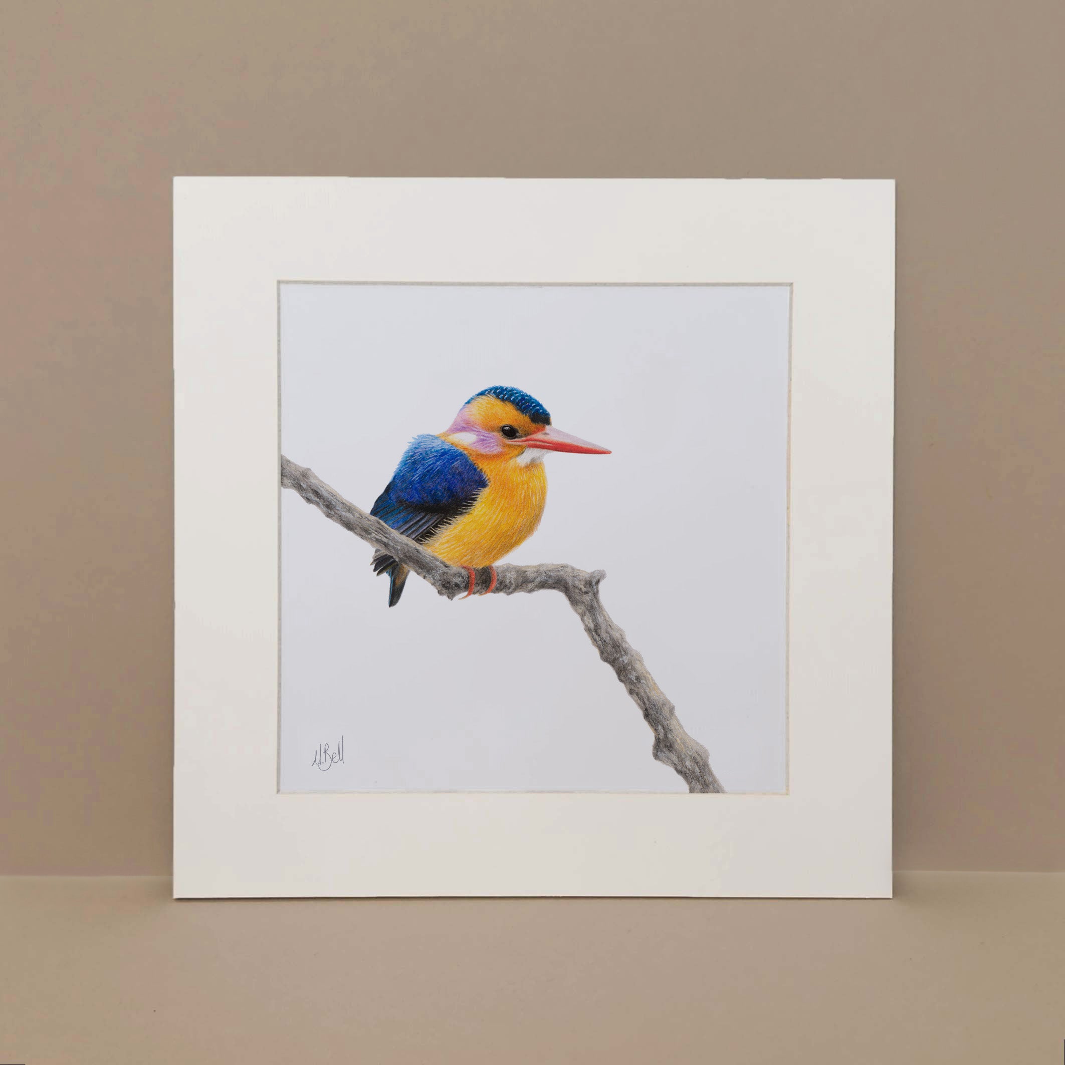 African Pygmy Kingfisher bird illustration sketch