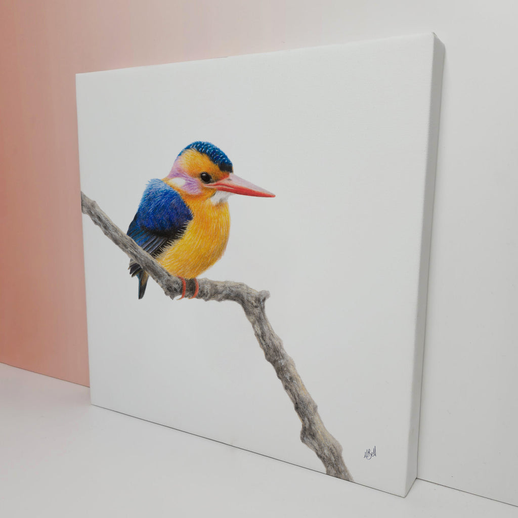 African Pygmy Kingfisher bird artwork on stretched canvas