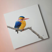 African Pygmy Kingfisher bird artwork on stretched canvas